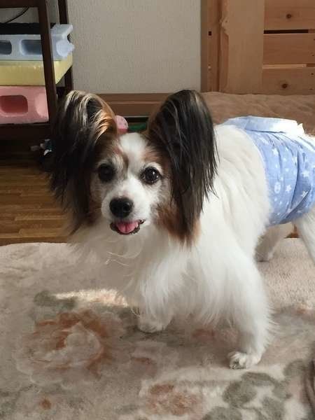 犬の介護用品・福祉用具