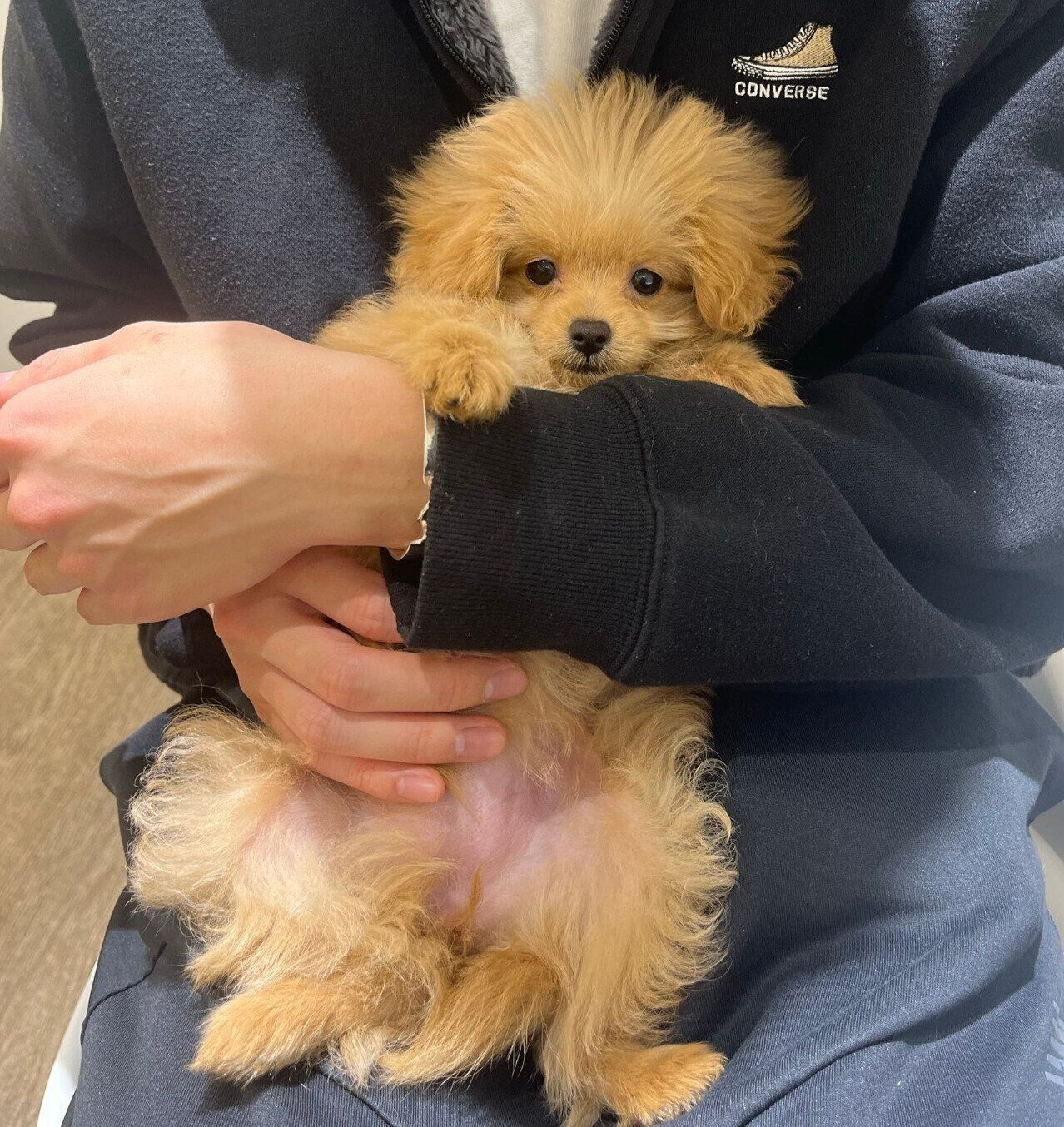 抱っこしてもらうおこめちゃん