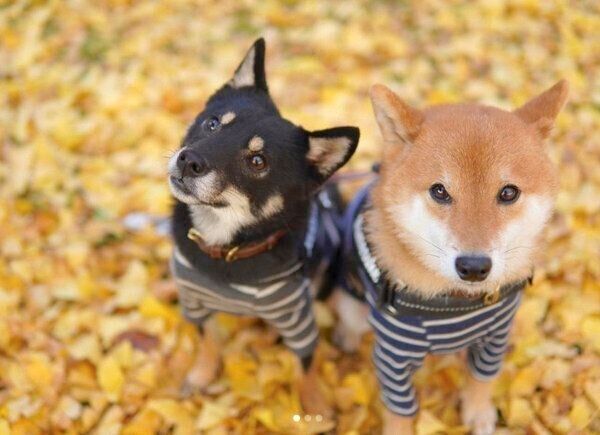 お出かけを楽しむ豆助くん、陽太くん