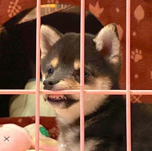 ケージに鼻を引っかける子犬時代のあずきちゃん