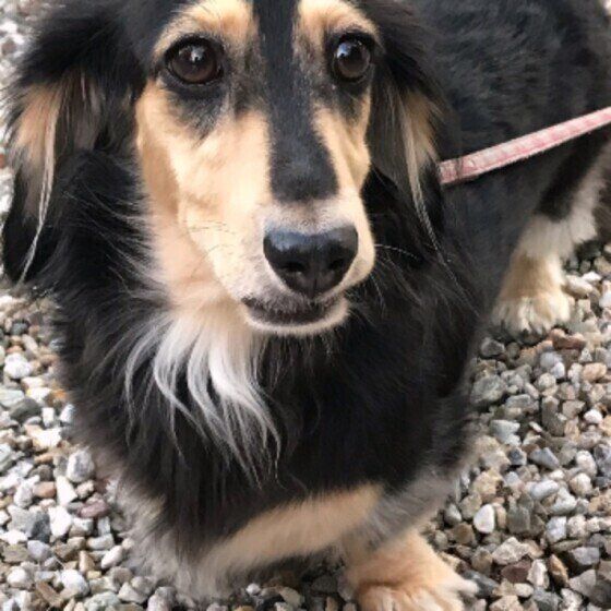 砂利の上に立っている黒＆茶のミニチュア・ダックスフンド