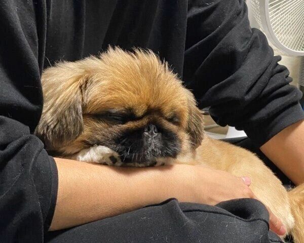 飼い主さんに抱っこされて幸せそうなちょびくん