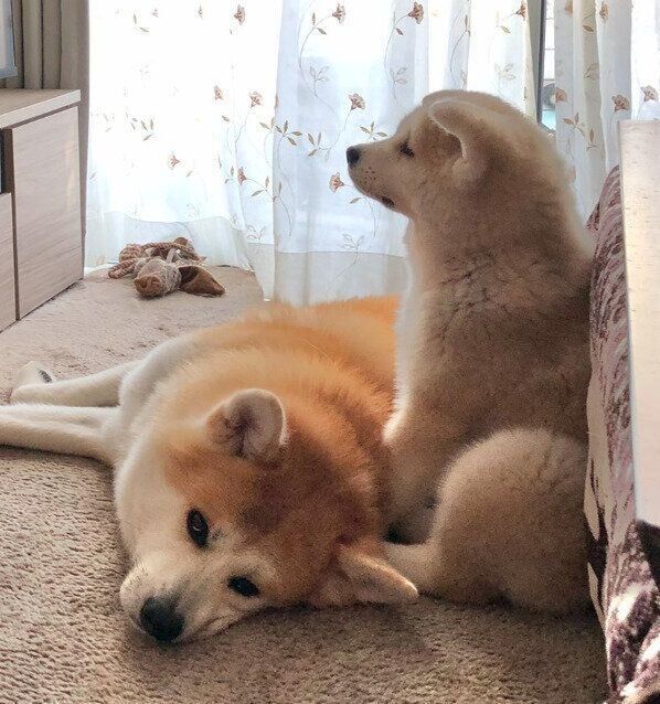 くっつく大吉くん、幸ちゃん