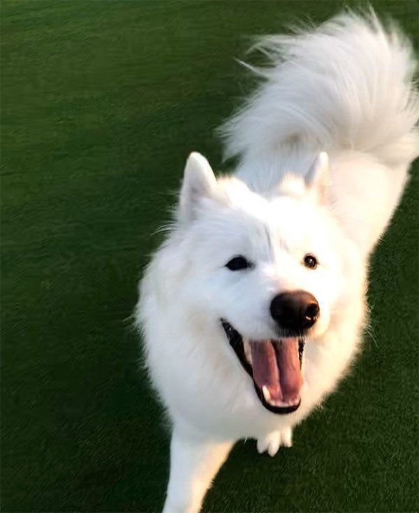 笑顔のサモちゃん