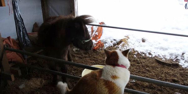 再び犬に怒られるポニー