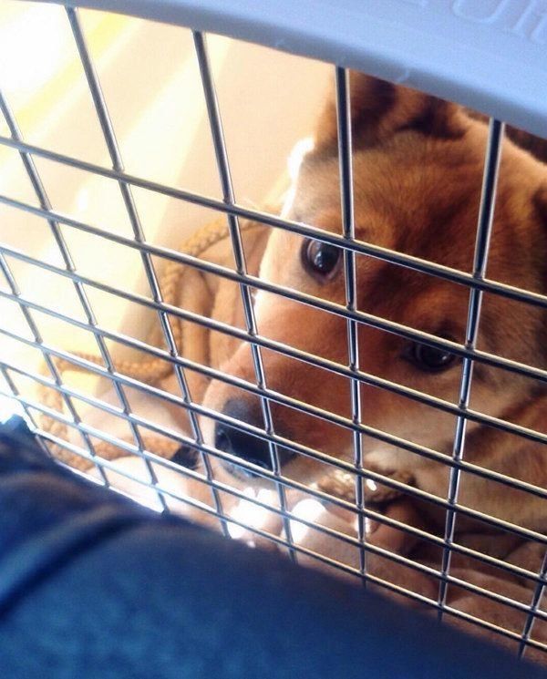 雑種の麦ちゃん