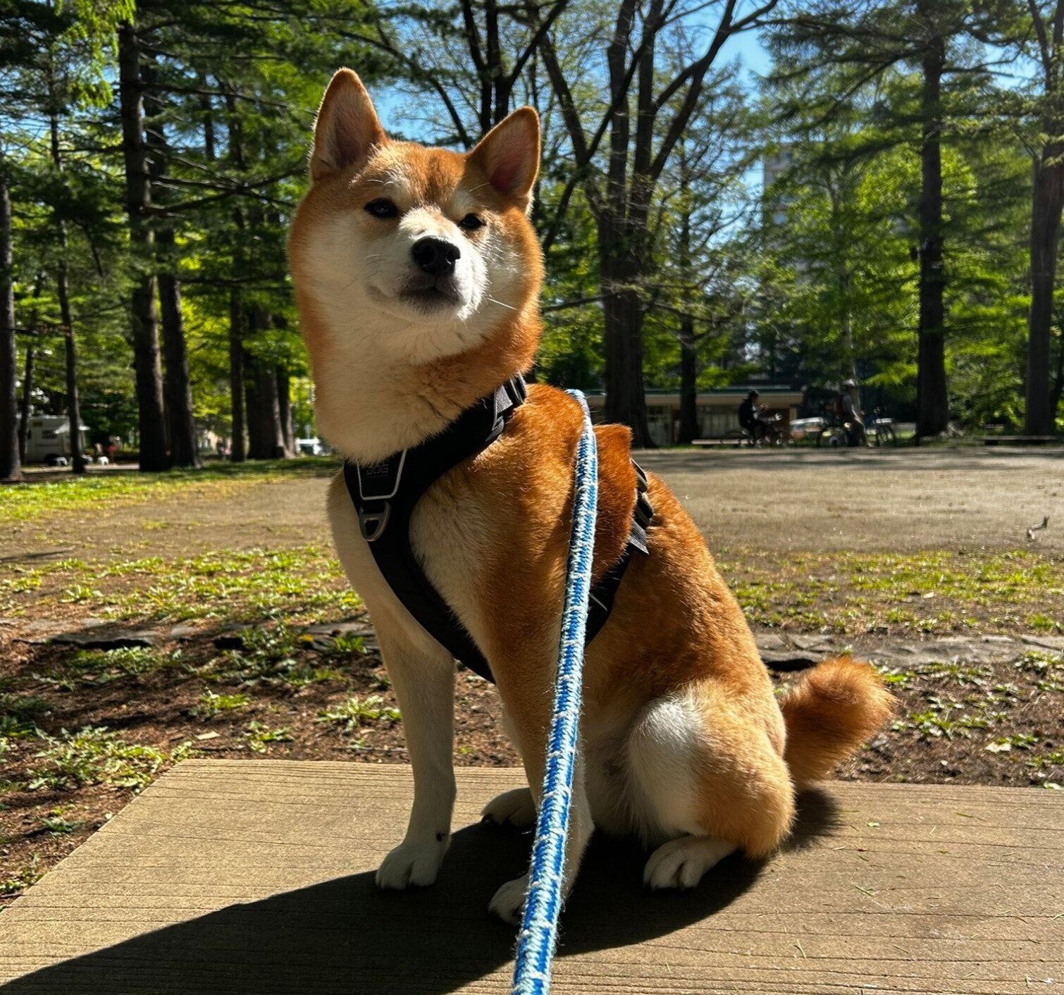 現在のこむぎくん