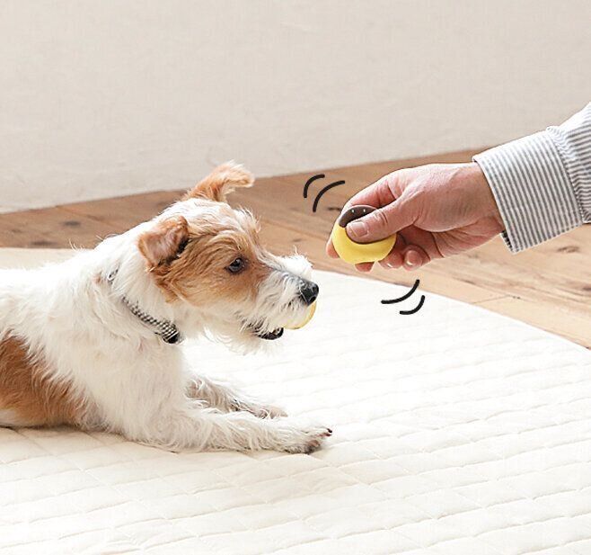 おもちゃを話さない犬