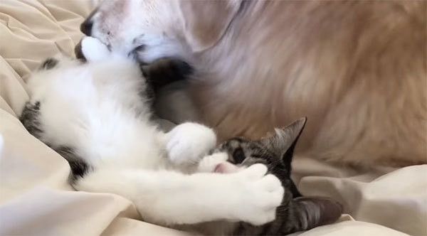 ゴールデン・レトリーバーと猫