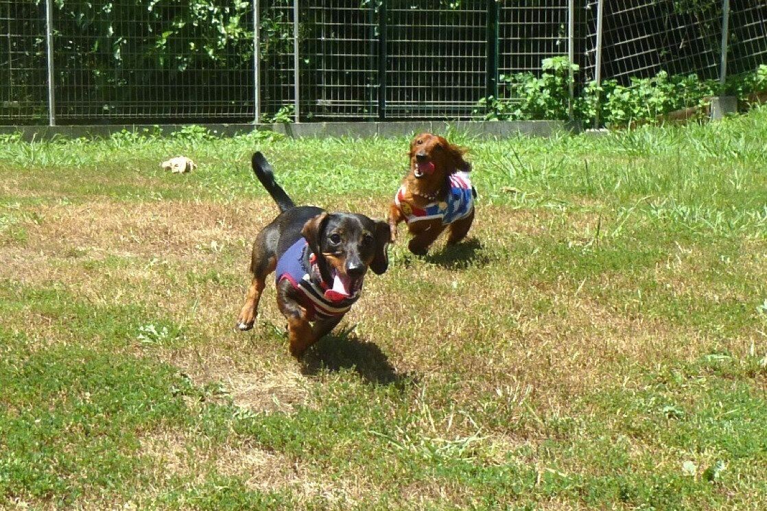 芝生を走る2頭の犬