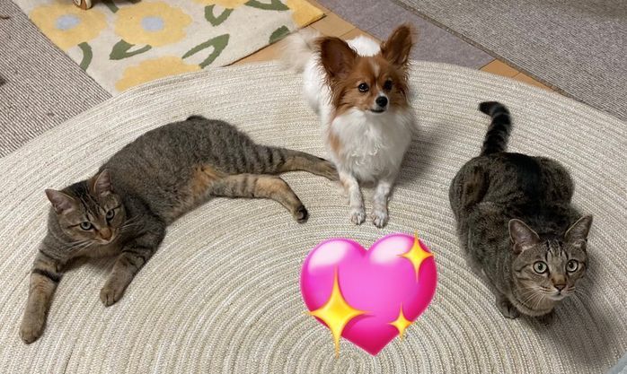 2匹の猫にはさまれるパピヨン