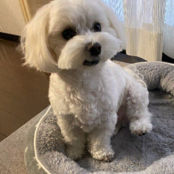 くつろぐ犬