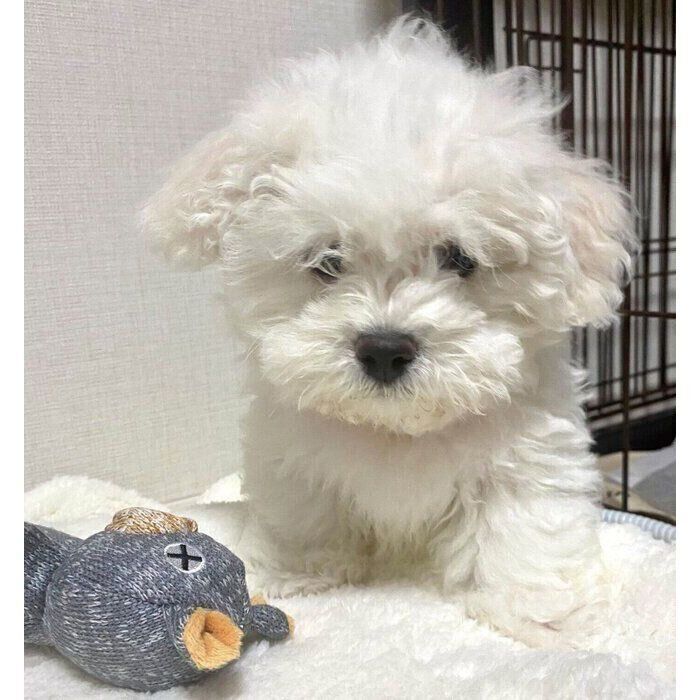 お迎え初日に撮影したぶんちゃん。