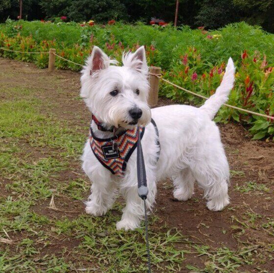 ウエスト・ハイランド・ホワイト・テリア