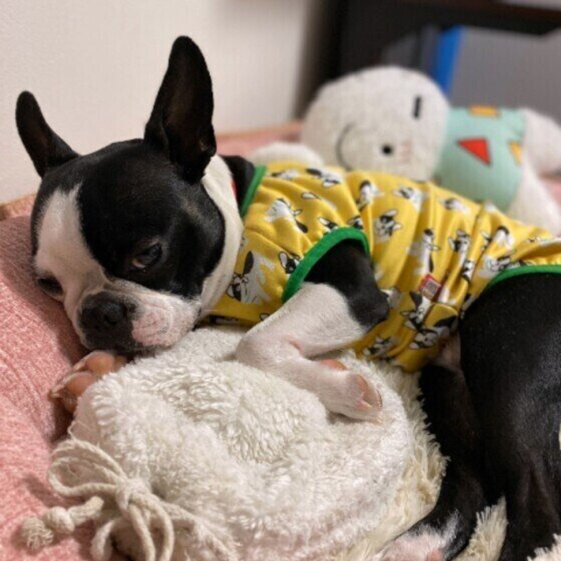 犬にとって安心な暖房器具の使い方 使用する際の注意点とは いぬのきもちweb Magazine 犬にとって安心な暖房器具の使い方 使用する際の注意点とは いぬのきもちweb Magazine