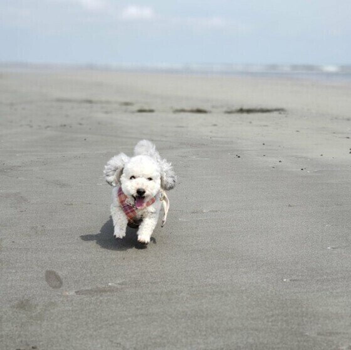 犬が なでられるとイヤ なタイミングとは 獣医師に聞いてみた いぬのきもちweb Magazine 犬が なでられるとイヤ なタイミングとは 獣医師に聞いてみた いぬのきもちweb Magazine