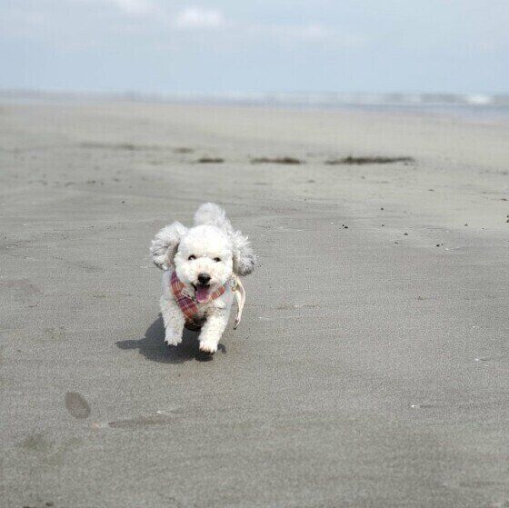走る白い犬