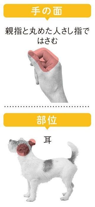 犬が”とろける”なで方があるの?「興奮を静める」「不安を取り除く」犬のなで方も|いぬのきもちWEB MAGAZINE