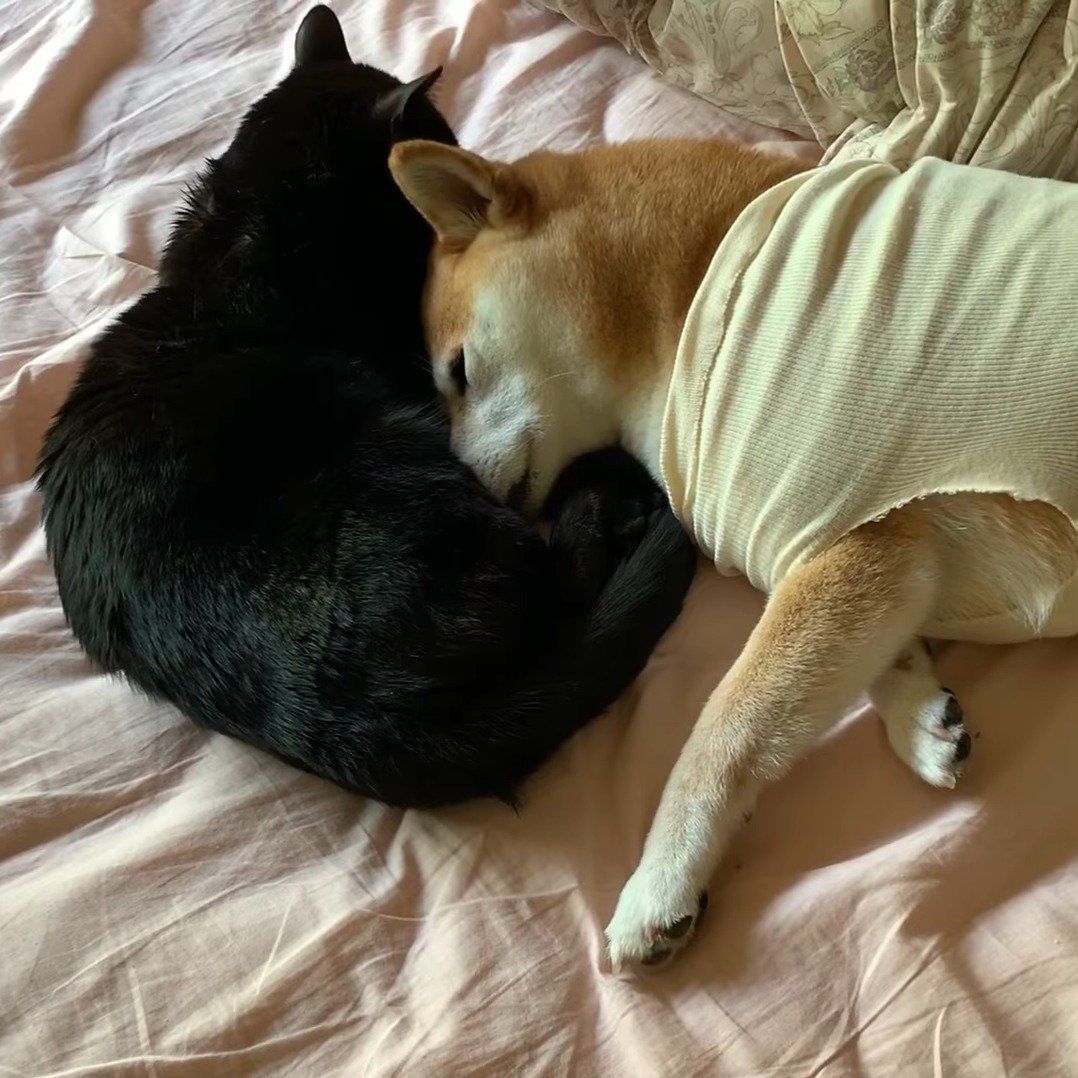 ももちゃんと寄り添う天ちゃん