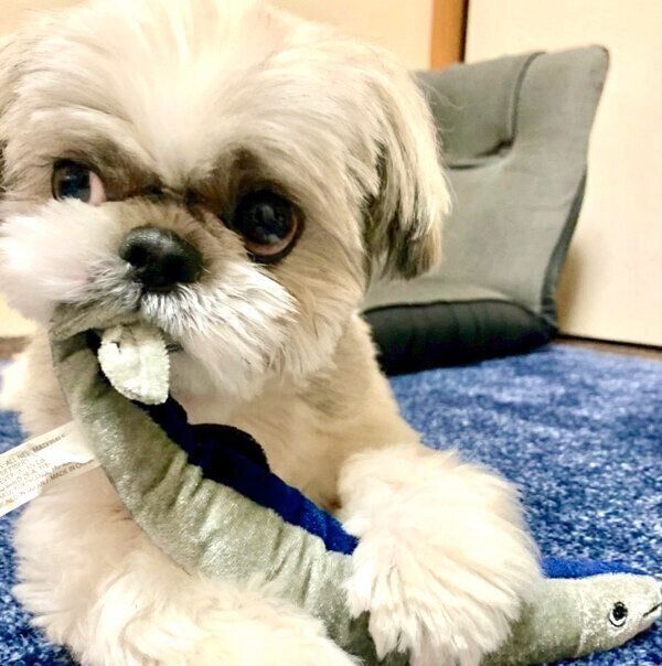 おもちゃで遊ぶてんぽくん