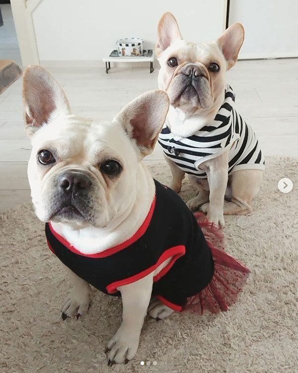 見つめるフレンチ・ブルドッグ