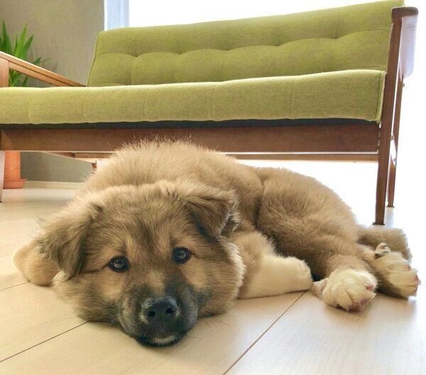 くつろぐタビくん