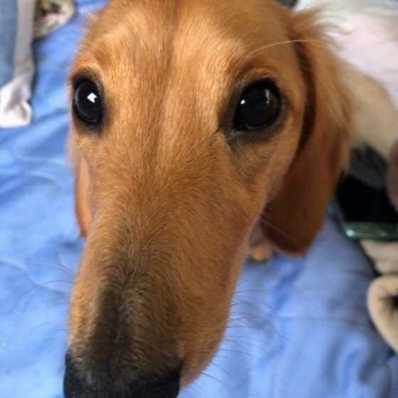 ダックスフンド