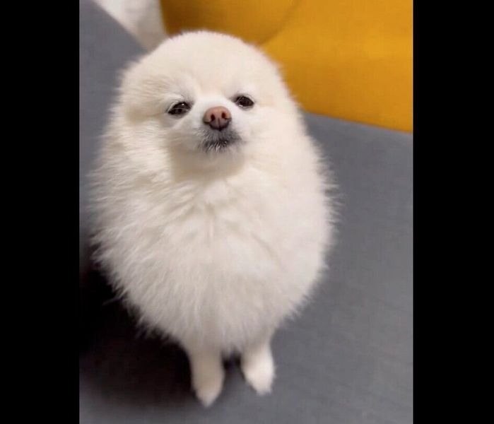 「今日は一緒に寝ようね!」と言ったときのぽんちゃん