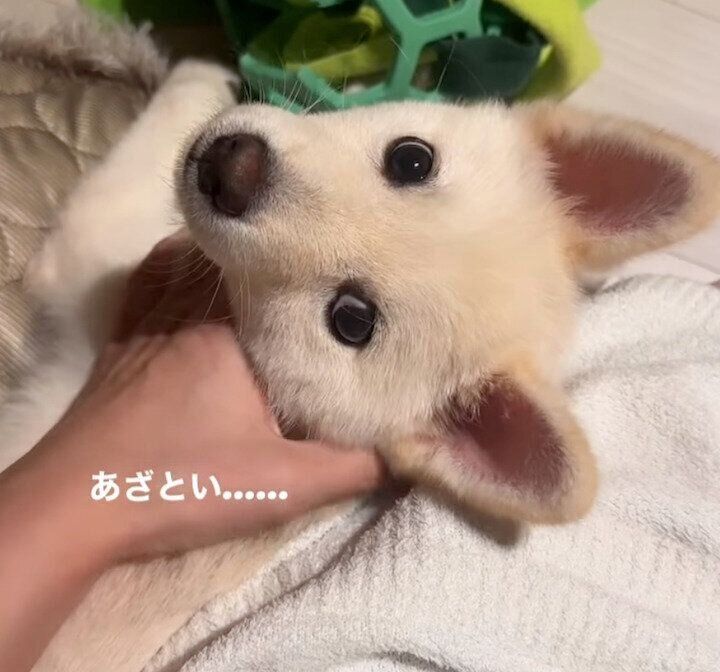 飼い主さんにくっつくおこめくん