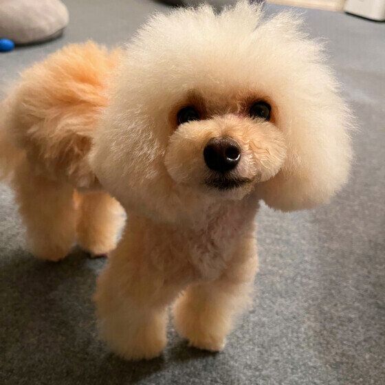 犬の骨折が起こりやすい場面とは？ 犬の骨折について獣医師に聞いてみた いぬのきもち