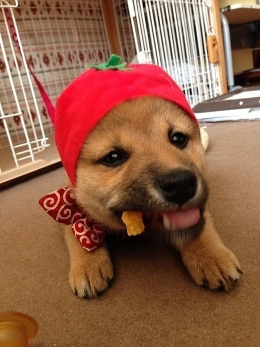 ペット栄養管理士が解説 愛犬にトマトをあげてもいい 良い栄養素とその効果とは いぬのきもちweb Magazine ペット栄養管理士が解説 愛犬にトマトをあげてもいい 良い栄養素とその効果とは いぬのきもちweb Magazine