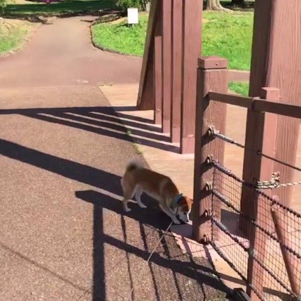 揺れる橋が怖いワンコ