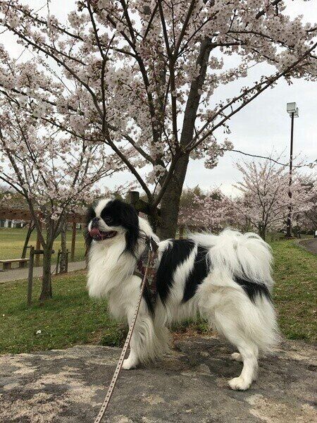 桜と狆のむさしくん