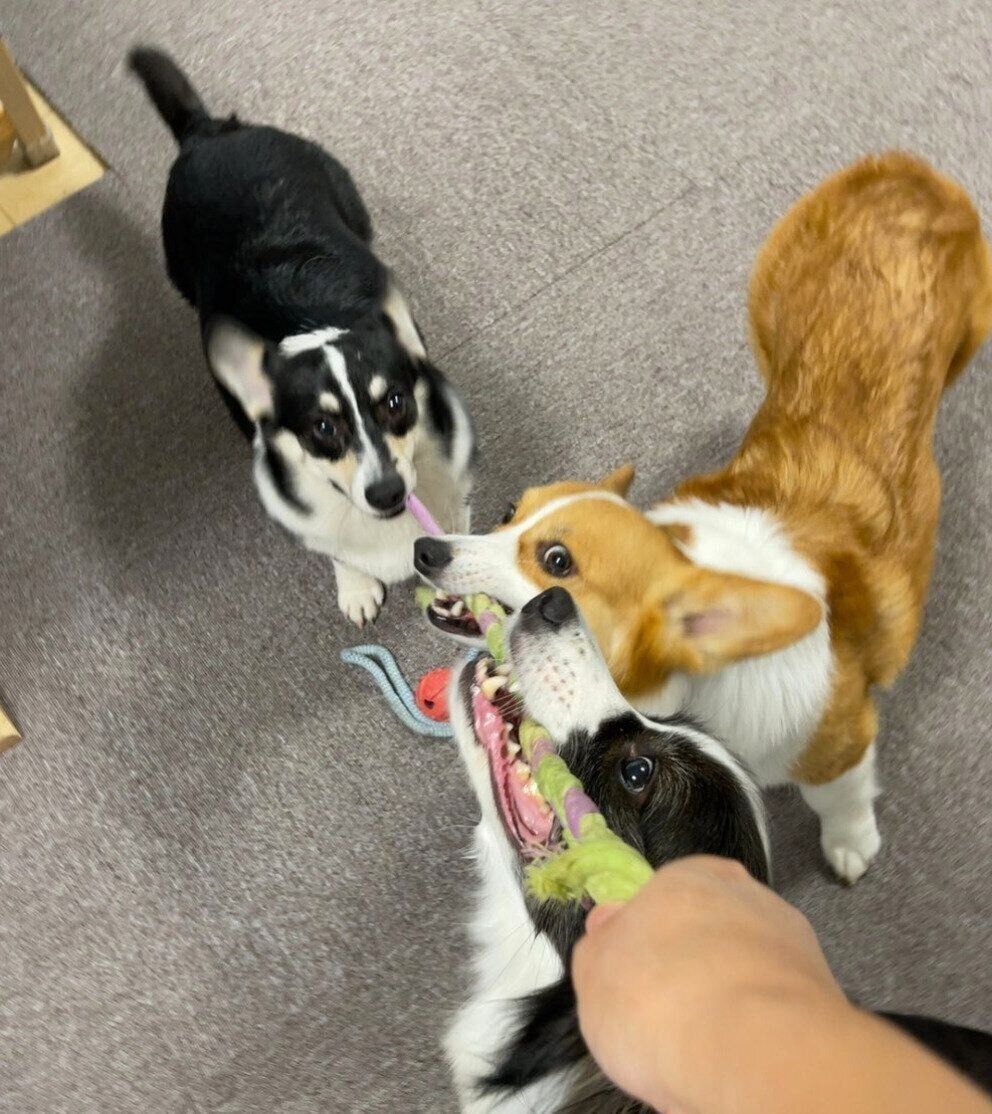 先住犬たちと仲良く遊ぶサンゴちゃん