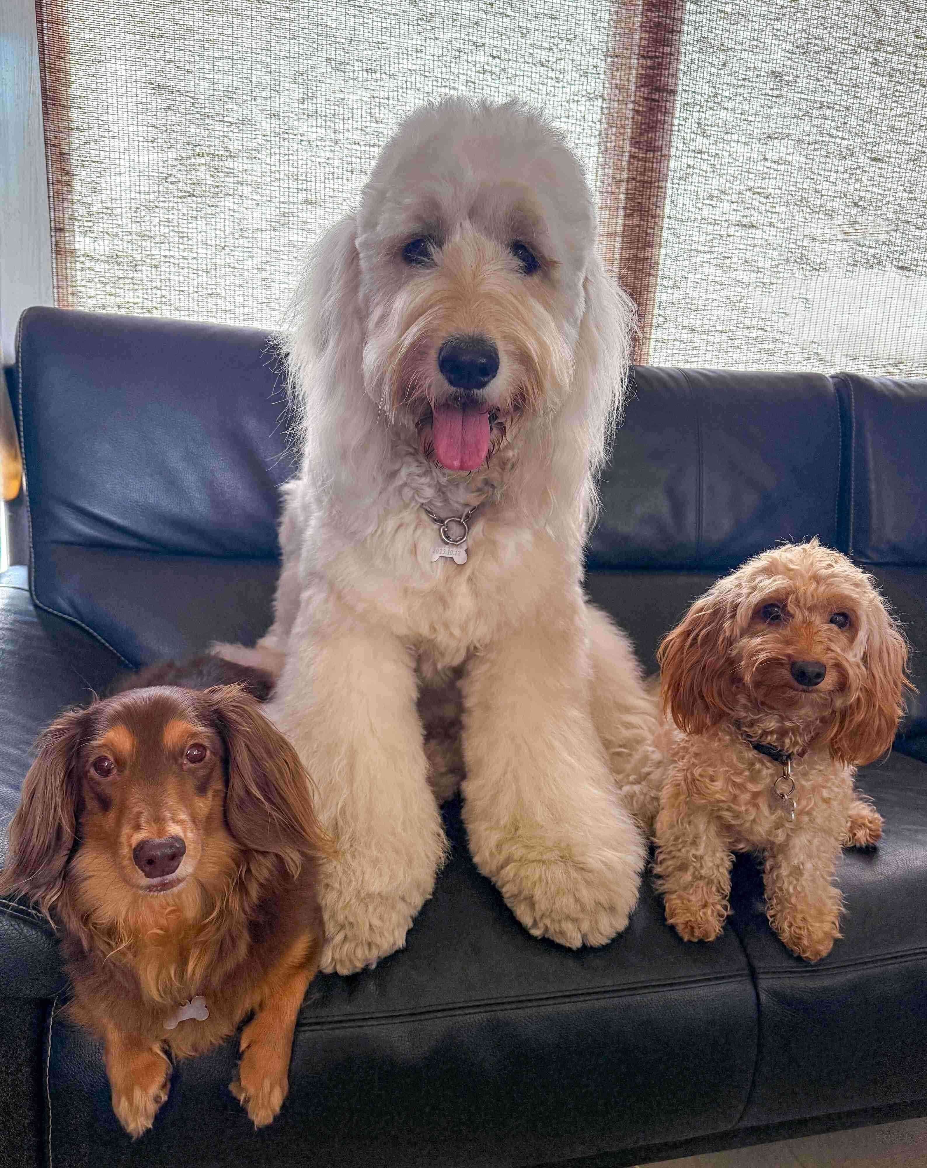 一緒に並ぶ3頭の犬