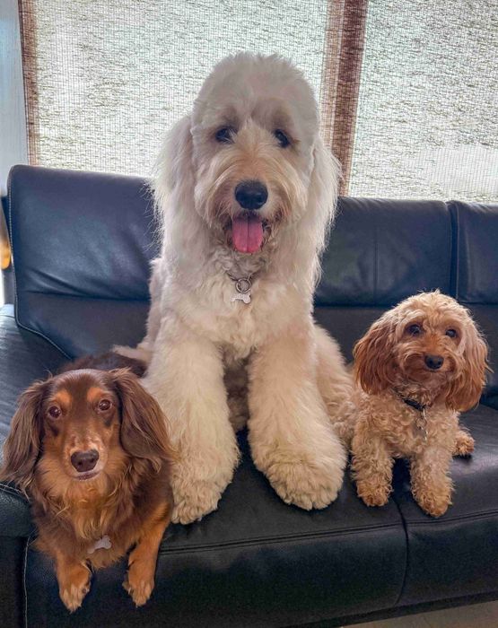 一緒に並ぶ3頭の犬