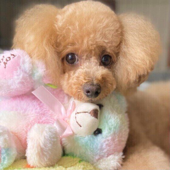 ぬいぐるみにあご乗せするトイ・プードル