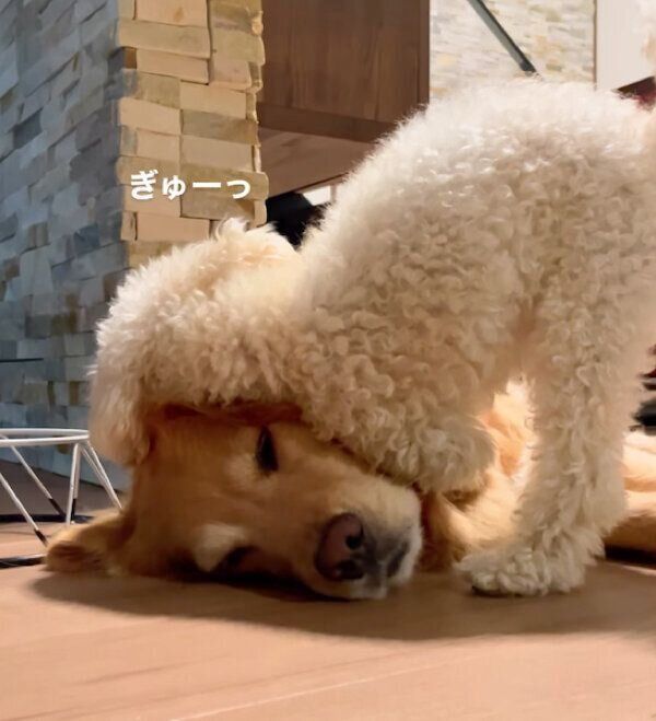 うたちゃんに顔をギューッと押しつけるゆめちゃん