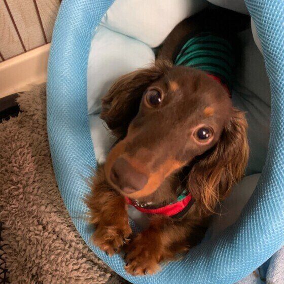 見つめるカニーンヘン・ダックスフンド