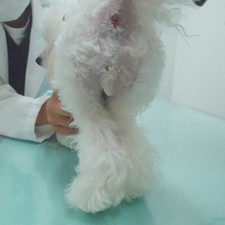 はずれかたによってはＸ脚に。膝蓋骨が体の外側にはずれる外方脱臼では、進行して骨が変形するとX脚になってしまいます