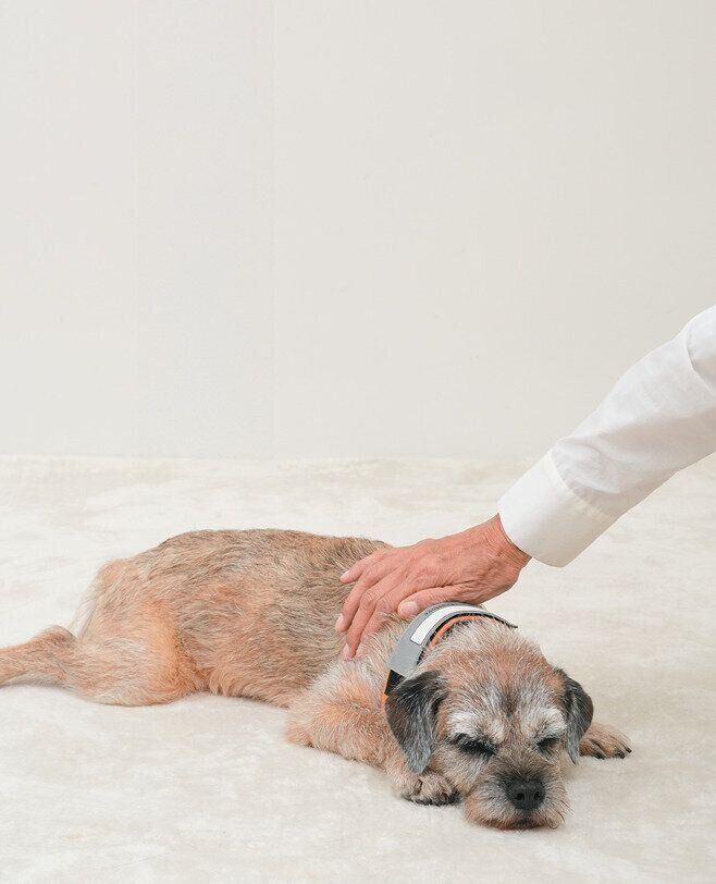 リラックスしている犬