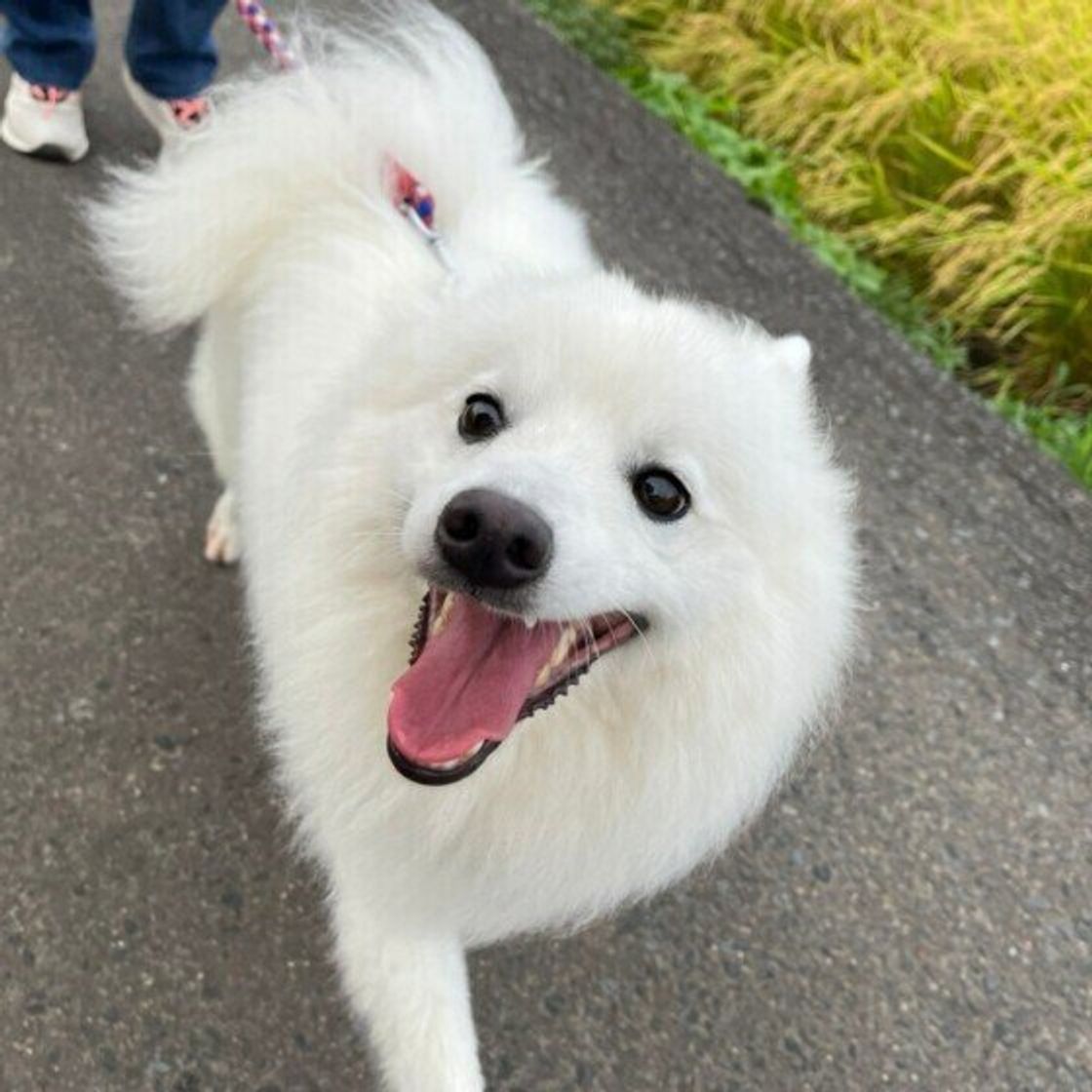 犬パルボウイルス感染症 ってどんな病気 いぬのきもちweb Magazine 犬パルボウイルス感染症 ってどんな病気 いぬのきもちweb Magazine