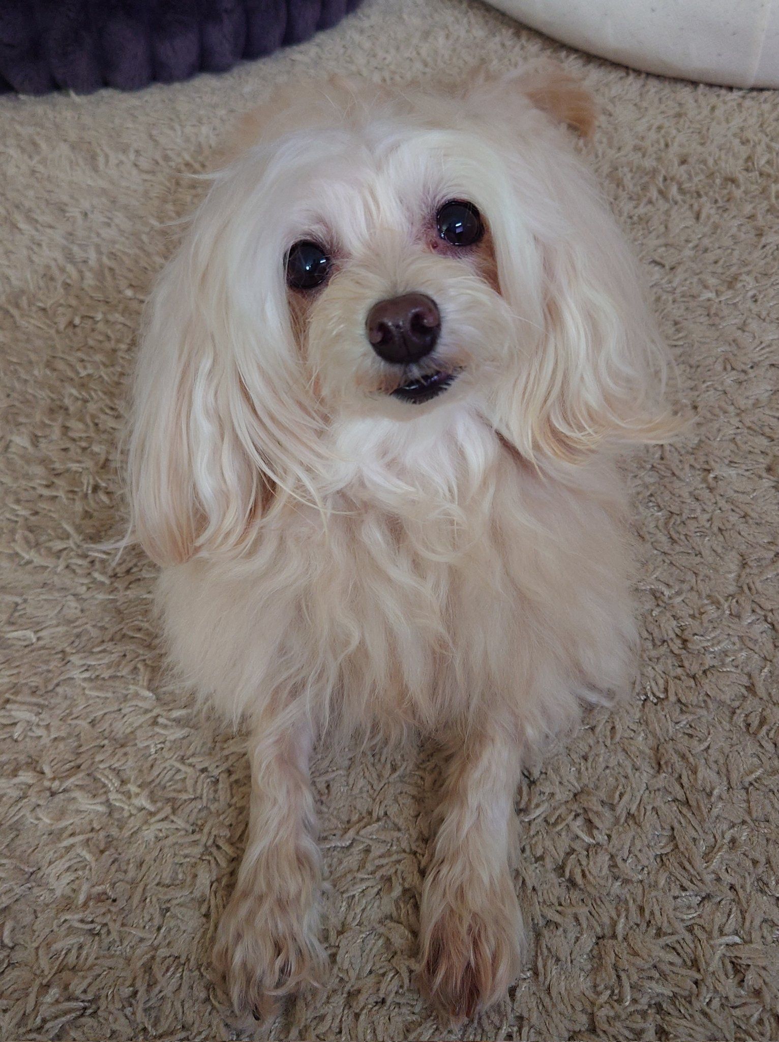 こちらを見つめる犬