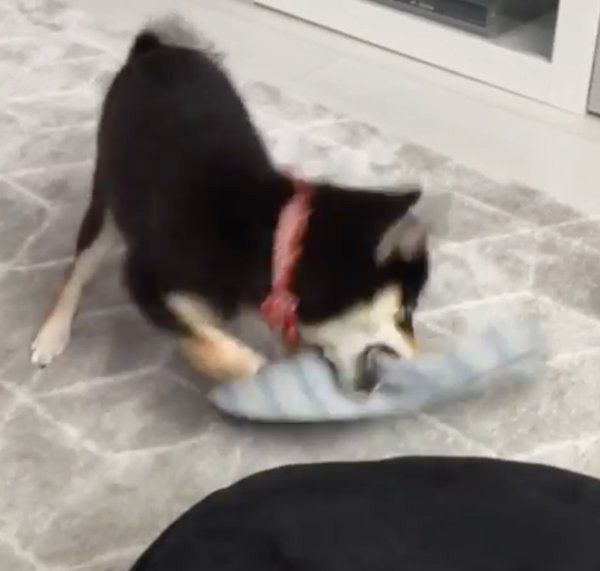 スリッパを振り回す小夏ちゃん