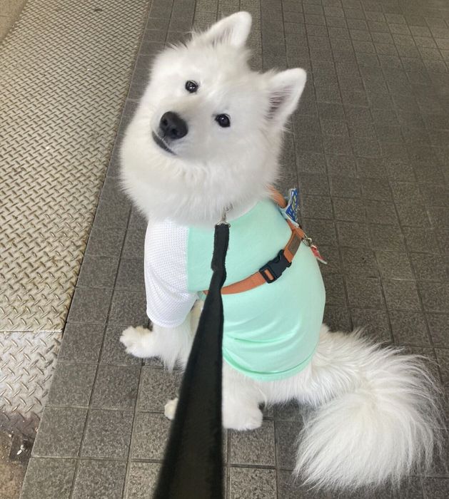 駅前でオスワリするナハネフちゃん