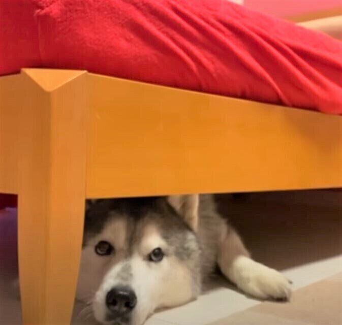 ベッドに潜るシベリアン・ハスキー