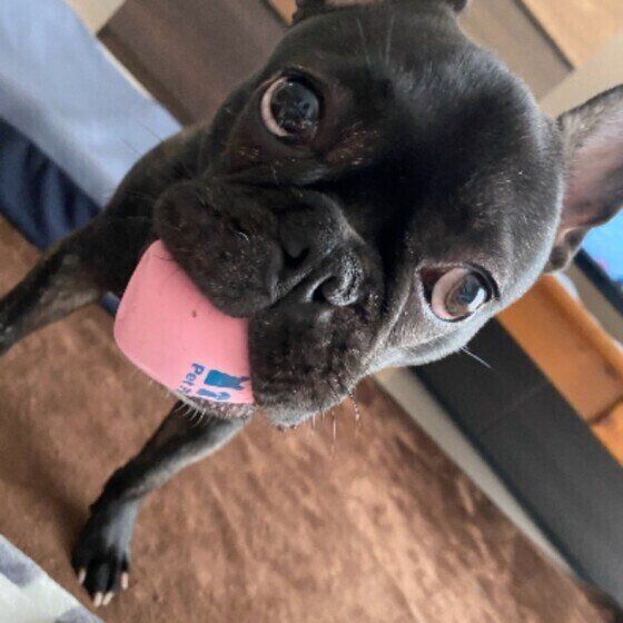 獣医師監修 犬ににんにくは絶対にng 食べてしまったときの症状と対処方法 いぬのきもちweb Magazine