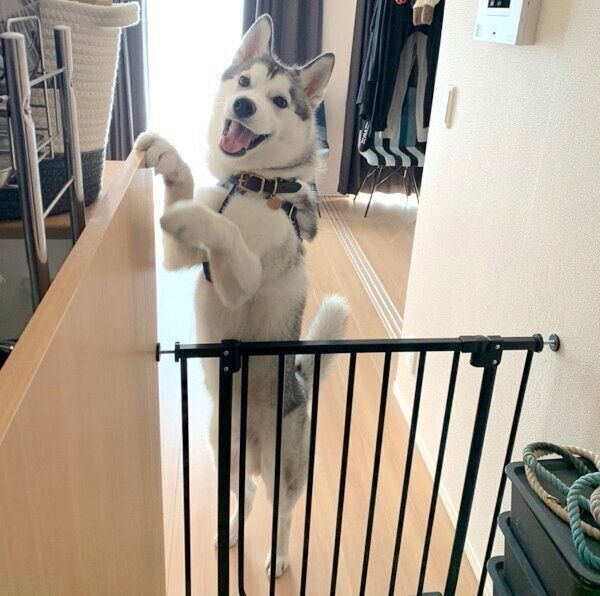 笑顔のじょんすのーくん