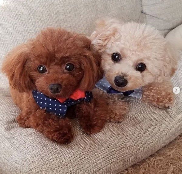 仲良しなトイ・プードル姉妹
