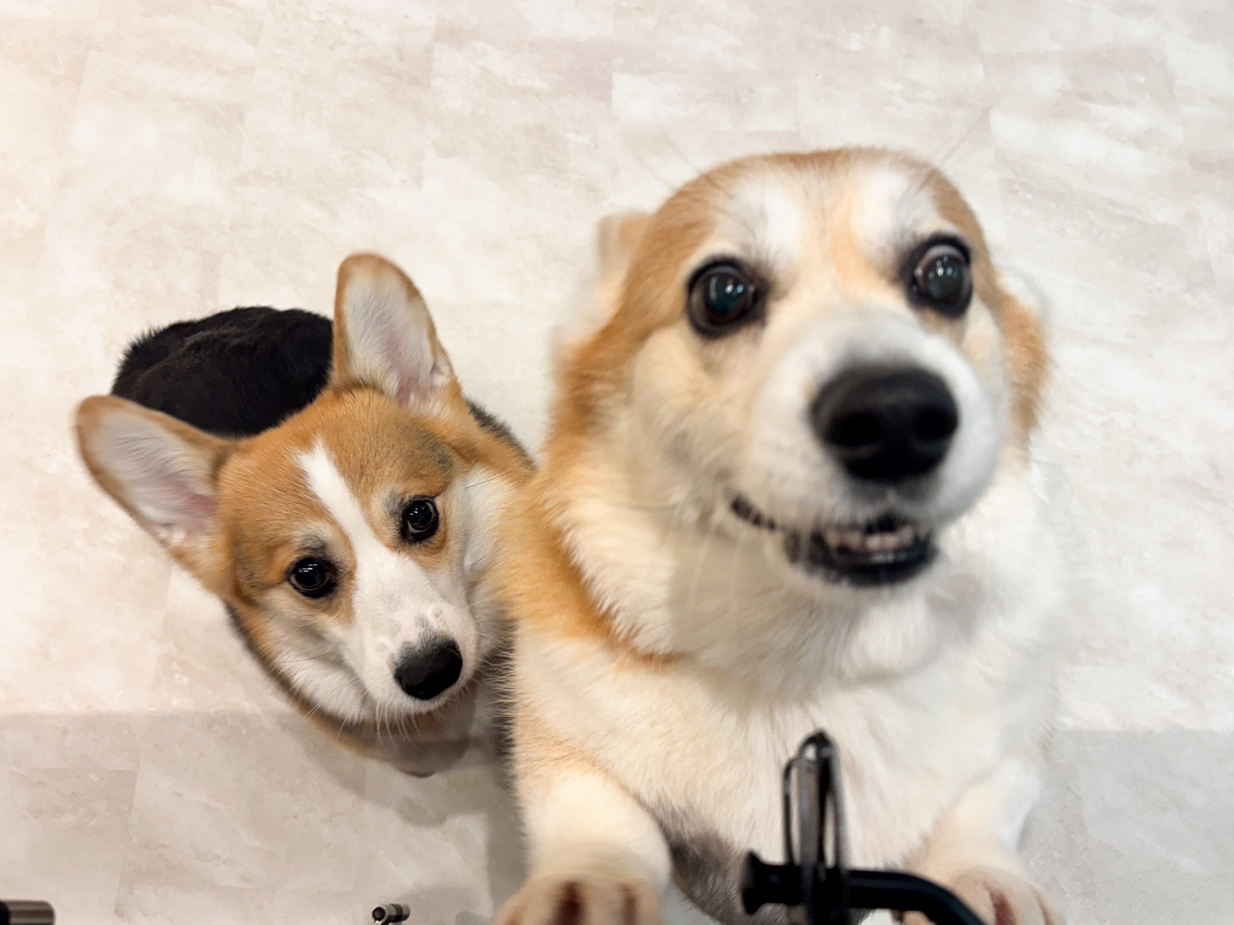 飼い主さんを歓迎するエルモちゃん、ギズモちゃん